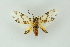 ( - BC ZSM Lep 16645)  @13 [ ] CreativeCommons - Attribution Non-Commercial Share-Alike (2010) Unspecified SNSB, Zoologische Staatssammlung Muenchen