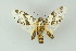  ( - BC ZSM Lep 16646)  @14 [ ] CreativeCommons - Attribution Non-Commercial Share-Alike (2010) Unspecified SNSB, Zoologische Staatssammlung Muenchen
