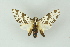 ( - BC ZSM Lep 16648)  @13 [ ] CreativeCommons - Attribution Non-Commercial Share-Alike (2010) Unspecified SNSB, Zoologische Staatssammlung Muenchen