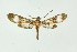  (Hypocladia - BC ZSM Lep 16667)  @14 [ ] CreativeCommons - Attribution Non-Commercial Share-Alike (2010) Unspecified SNSB, Zoologische Staatssammlung Muenchen