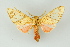  ( - BC ZSM Lep 16683)  @14 [ ] CreativeCommons - Attribution Non-Commercial Share-Alike (2010) Unspecified SNSB, Zoologische Staatssammlung Muenchen