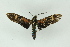  ( - BC ZSM Lep 16692)  @13 [ ] CreativeCommons - Attribution Non-Commercial Share-Alike (2010) Unspecified SNSB, Zoologische Staatssammlung Muenchen