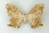  ( - BC ZSM Lep 16702)  @13 [ ] CreativeCommons - Attribution Non-Commercial Share-Alike (2010) Unspecified SNSB, Zoologische Staatssammlung Muenchen