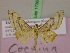  ( - BC ZSM Lep 17369)  @12 [ ] CreativeCommons - Attribution Non-Commercial Share-Alike (2010) Unspecified SNSB, Zoologische Staatssammlung Muenchen