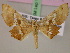 (Xenimpia MS01Tz - BC ZSM Lep 17370)  @14 [ ] CreativeCommons - Attribution Non-Commercial Share-Alike (2010) Unspecified SNSB, Zoologische Staatssammlung Muenchen