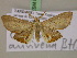  ( - BC ZSM Lep 17371)  @14 [ ] CreativeCommons - Attribution Non-Commercial Share-Alike (2010) Unspecified SNSB, Zoologische Staatssammlung Muenchen