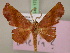  ( - BC ZSM Lep 17373)  @14 [ ] CreativeCommons - Attribution Non-Commercial Share-Alike (2010) Unspecified SNSB, Zoologische Staatssammlung Muenchen