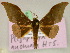  ( - BC ZSM Lep 17379)  @14 [ ] CreativeCommons - Attribution Non-Commercial Share-Alike (2010) Unspecified SNSB, Zoologische Staatssammlung Muenchen