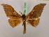  ( - BC ZSM Lep 17380)  @14 [ ] CreativeCommons - Attribution Non-Commercial Share-Alike (2010) Unspecified SNSB, Zoologische Staatssammlung Muenchen