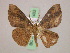  ( - BC ZSM Lep 17402)  @14 [ ] CreativeCommons - Attribution Non-Commercial Share-Alike (2010) Unspecified SNSB, Zoologische Staatssammlung Muenchen