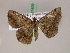  ( - BC ZSM Lep 17409)  @13 [ ] CreativeCommons - Attribution Non-Commercial Share-Alike (2010) Unspecified SNSB, Zoologische Staatssammlung Muenchen