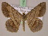  ( - BC ZSM Lep 17439)  @14 [ ] CreativeCommons - Attribution Non-Commercial Share-Alike (2010) Unspecified SNSB, Zoologische Staatssammlung Muenchen