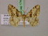  (Chiasmia butaria - BC ZSM Lep 17442)  @14 [ ] CreativeCommons - Attribution Non-Commercial Share-Alike (2010) Unspecified SNSB, Zoologische Staatssammlung Muenchen