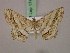  (Chiasmia obliquilineataAH01Tz - BC ZSM Lep 17445)  @14 [ ] CreativeCommons - Attribution Non-Commercial Share-Alike (2010) Unspecified SNSB, Zoologische Staatssammlung Muenchen