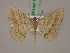  ( - BC ZSM Lep 17447)  @14 [ ] CreativeCommons - Attribution Non-Commercial Share-Alike (2010) Unspecified SNSB, Zoologische Staatssammlung Muenchen