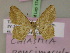  ( - BC ZSM Lep 17451)  @13 [ ] CreativeCommons - Attribution Non-Commercial Share-Alike (2010) Unspecified SNSB, Zoologische Staatssammlung Muenchen