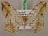  ( - BC ZSM Lep 17453)  @13 [ ] CreativeCommons - Attribution Non-Commercial Share-Alike (2010) Unspecified SNSB, Zoologische Staatssammlung Muenchen