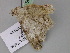 (Ophthalmitis AH01NG - BC ZSM Lep 17750)  @11 [ ] CreativeCommons - Attribution Non-Commercial Share-Alike (2010) Unspecified SNSB, Zoologische Staatssammlung Muenchen