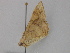 ( - BC ZSM Lep 17758)  @11 [ ] CreativeCommons - Attribution Non-Commercial Share-Alike (2010) Unspecified SNSB, Zoologische Staatssammlung Muenchen