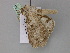  ( - BC ZSM Lep 17759)  @13 [ ] CreativeCommons - Attribution Non-Commercial Share-Alike (2010) Unspecified SNSB, Zoologische Staatssammlung Muenchen