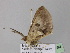  ( - BC ZSM Lep 17764)  @11 [ ] CreativeCommons - Attribution Non-Commercial Share-Alike (2010) Unspecified SNSB, Zoologische Staatssammlung Muenchen