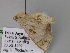  (Antitrygodes AH01NG - BC ZSM Lep 17767)  @11 [ ] CreativeCommons - Attribution Non-Commercial Share-Alike (2010) Unspecified SNSB, Zoologische Staatssammlung Muenchen