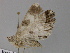  (Cleora AH01NG - BC ZSM Lep 17768)  @11 [ ] CreativeCommons - Attribution Non-Commercial Share-Alike (2010) Unspecified SNSB, Zoologische Staatssammlung Muenchen