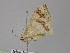  (Luxiaria AH01NG - BC ZSM Lep 17783)  @11 [ ] CreativeCommons - Attribution Non-Commercial Share-Alike (2010) Unspecified SNSB, Zoologische Staatssammlung Muenchen