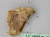  (Krananda AH01IJ - BC ZSM Lep 17785)  @11 [ ] CreativeCommons - Attribution Non-Commercial Share-Alike (2010) Unspecified SNSB, Zoologische Staatssammlung Muenchen