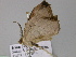  (Krananda AH01NG - BC ZSM Lep 17788)  @13 [ ] CreativeCommons - Attribution Non-Commercial Share-Alike (2010) Unspecified SNSB, Zoologische Staatssammlung Muenchen