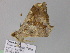  ( - BC ZSM Lep 17803)  @11 [ ] CreativeCommons - Attribution Non-Commercial Share-Alike (2010) Unspecified SNSB, Zoologische Staatssammlung Muenchen