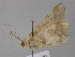  ( - BC ZSM Lep 17819)  @11 [ ] CreativeCommons - Attribution Non-Commercial Share-Alike (2010) Unspecified SNSB, Zoologische Staatssammlung Muenchen