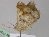 ( - BC ZSM Lep 17821)  @11 [ ] CreativeCommons - Attribution Non-Commercial Share-Alike (2010) Unspecified SNSB, Zoologische Staatssammlung Muenchen