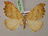  ( - BC ZSM Lep 22384)  @14 [ ] CreativeCommons - Attribution Non-Commercial Share-Alike (2010) Unspecified SNSB, Zoologische Staatssammlung Muenchen