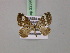  ( - BC ZSM Lep 22390)  @13 [ ] CreativeCommons - Attribution Non-Commercial Share-Alike (2010) Unspecified SNSB, Zoologische Staatssammlung Muenchen