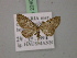  ( - BC ZSM Lep 22409)  @12 [ ] CreativeCommons - Attribution Non-Commercial Share-Alike (2010) Unspecified SNSB, Zoologische Staatssammlung Muenchen