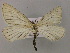  ( - BC ZSM Lep 22413)  @13 [ ] CreativeCommons - Attribution Non-Commercial Share-Alike (2010) Unspecified SNSB, Zoologische Staatssammlung Muenchen