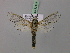  ( - BC ZSM Lep 22415)  @13 [ ] CreativeCommons - Attribution Non-Commercial Share-Alike (2010) Unspecified SNSB, Zoologische Staatssammlung Muenchen