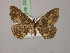  ( - BC ZSM Lep 22420)  @13 [ ] CreativeCommons - Attribution Non-Commercial Share-Alike (2010) Unspecified SNSB, Zoologische Staatssammlung Muenchen