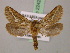  ( - BC ZSM Lep 22421)  @13 [ ] CreativeCommons - Attribution Non-Commercial Share-Alike (2010) Unspecified SNSB, Zoologische Staatssammlung Muenchen