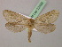  ( - BC ZSM Lep 22426)  @13 [ ] CreativeCommons - Attribution Non-Commercial Share-Alike (2010) Unspecified SNSB, Zoologische Staatssammlung Muenchen