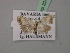  ( - BC ZSM Lep 22438)  @12 [ ] CreativeCommons - Attribution Non-Commercial Share-Alike (2010) Unspecified SNSB, Zoologische Staatssammlung Muenchen