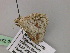  ( - BC ZSM Lep 22444)  @13 [ ] CreativeCommons - Attribution Non-Commercial Share-Alike (2010) Unspecified SNSB, Zoologische Staatssammlung Muenchen