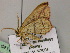  ( - BC ZSM Lep 22446)  @12 [ ] CreativeCommons - Attribution Non-Commercial Share-Alike (2010) Unspecified SNSB, Zoologische Staatssammlung Muenchen