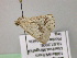  ( - BC ZSM Lep 22449)  @13 [ ] CreativeCommons - Attribution Non-Commercial Share-Alike (2010) Unspecified SNSB, Zoologische Staatssammlung Muenchen