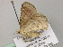  ( - BC ZSM Lep 22450)  @13 [ ] CreativeCommons - Attribution Non-Commercial Share-Alike (2010) Unspecified SNSB, Zoologische Staatssammlung Muenchen