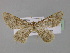  (Charissa subvariegata - BC ZSM Lep 23932)  @15 [ ] CreativeCommons - Attribution Non-Commercial Share-Alike (2010) Unspecified SNSB, Zoologische Staatssammlung Muenchen