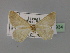  ( - BC ZSM Lep 23934)  @13 [ ] CreativeCommons - Attribution Non-Commercial Share-Alike (2010) Unspecified SNSB, Zoologische Staatssammlung Muenchen