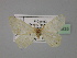  ( - BC ZSM Lep 23935)  @12 [ ] CreativeCommons - Attribution Non-Commercial Share-Alike (2010) Unspecified SNSB, Zoologische Staatssammlung Muenchen