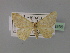  ( - BC ZSM Lep 23936)  @11 [ ] CreativeCommons - Attribution Non-Commercial Share-Alike (2010) Unspecified SNSB, Zoologische Staatssammlung Muenchen